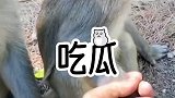 小猴子正在沉浸式吃瓜，意识到拉它手的不是同类后