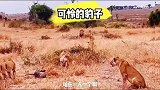 几个母狮围住花豹迟迟不动手，雄狮吃醋下手了，母狮还保护花豹