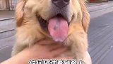 看见路人就要上去求摸摸的小鸡毛