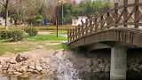 金毛要跑去玩，主人不让结果跑出去跳河