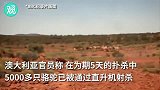 澳大利亚已射杀超头骆驼，与山火无直接关系