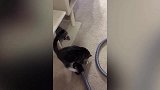 猫咪抱着管子，趴在地上独自的玩了起来，真是会找乐子啊！