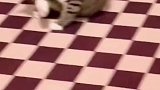 会空翻的猫咪