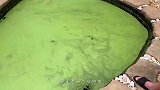 男子途径野外，水面突然波涛滚滚，还以为遇上了“水怪”！