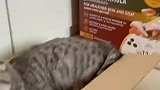 猫窝不喜欢，破纸箱喜欢的要命