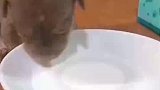喝饱了倒头就睡，无忧无虑的小狗生活