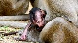 母猴抱着一只呼吸虚弱奄奄一息的小猴子，镜头拍下泪目一幕