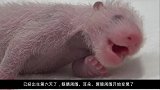 【熊猫宝宝】眼睛周围、耳朵、肩膀周围开始变黑了！（6天龄）