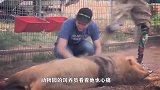饲养员把狗狗放进狮子笼，没想到画风突变，狗子和狮子成忘年交