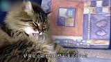 生肉和鱼肉，猫咪最喜欢哪个铲屎官亲自测试，结果出乎意料