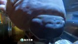 巨型海蟑螂，就像外星生物！