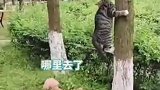 这小子不会又跑回家吃饭了吧