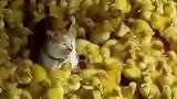 鸭子将猫咪团团包围，猫咪见状不为所动