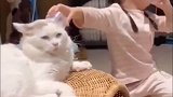 猫猫陪小主人玩儿，家里没它不行