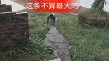 老鳄鱼比较高冷范，小哥连踹鳄鱼好几脚，老鳄鱼都不搭理他！