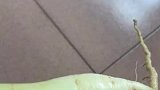 女子买萝卜种子自己种，成熟后居然长弯了