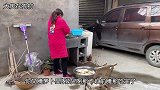 老板送了一袋猪血块，媳妇准备一堆配菜做毛血旺，又香又辣真解馋