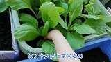 出租屋的阳台变菜园！小白菜豆角摘了一菜篮，满满都是成就感
