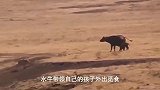 狮子多次进攻水牛，均失败，狮子最后找到机会偷袭水牛幼崽成功！
