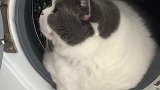 满不满，你们说？猫之大爆满洗衣机 肥猫