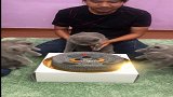 猫咪：主人是有多无聊，闲着没事给我过生日？