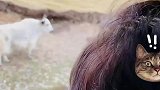 自驾小哥向牛问路，牛摇了摇头