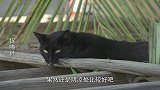 猫咪：我渴了，快给我打开水龙头！