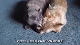 小鸡把猫当成妈妈，下一秒画风大变！猫咪：咋回事？