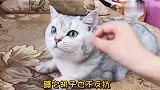 猫咪被我玩坏了，在线求解穴办法挺急的
