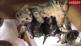 两只小猫咪刚出生2天就为吃奶而打架，猫妈妈：我好无奈！