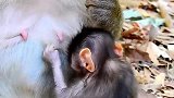 实拍：小猴子变成了小花脸！