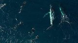 澳大利亚：邦迪海滩多名游泳者主动接近鲸鱼，或面临罚款
