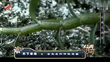 经典传奇：宝藏太怪异，谁料生长在土里，竟是炼不老仙丹的仙草？