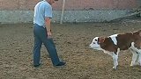 这小牛不错，现在学会撞人了！