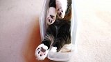 四角朝天的猫咪，这是什么姿势啊看上去真搞笑！