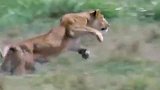 动物界的殊死搏斗，斑马太强壮了竟打败了狮子！