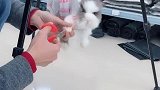 兔子剪指甲不老实，教你这个方法