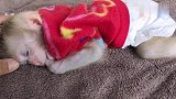 小猴子杰拉睡在毛毯上睡得那么舒服，真是太可爱了