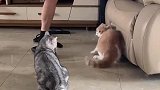 猫：主人你躲开点，我们在决斗呢！