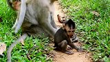 一个猴子跟猴宝宝抱在一起，猴子的怀抱太温暖了