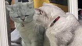 猫咪照镜子被自己颜值迷倒，下一秒反应，真是太逗了！
