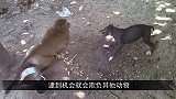 猴子偷吃科莫多巨蜥的蛋，直接被整个活吞，镜头记录全过程！