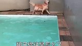 狗子你这是怎么了