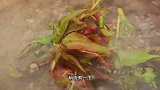 香椿拌豆腐怎么做好吃？教你一招，美味又家常！