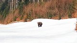 一头熊闯进了滑雪场，幸好教练够勇敢