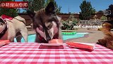 4只狗狗比赛吃西瓜，谁能先吃完？第四名狗子一口没吃？