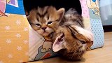 躺在小窝里的猫咪们，这个模样，萌的我心都要化了！