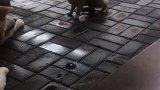 小猫：你咬不过它，让我来！