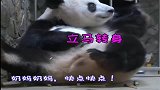 熊猫：宝宝啊不是妈妈不爱你，是蜂蜜太好吃了