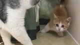 大猫们跟小橘猫相处两天后，那一幕太有爱了，毫无违和感